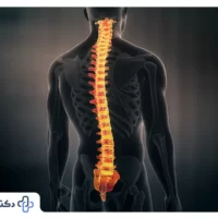 ستون فقرات نقش اساسی در شکل گیری بدن دارد|دکتر مثبت